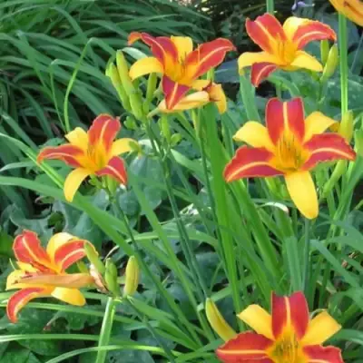 Лилейник ФРАНС ХАЛС в Слониме