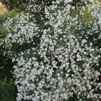 Болтония СНОУБЭНК в Слониме