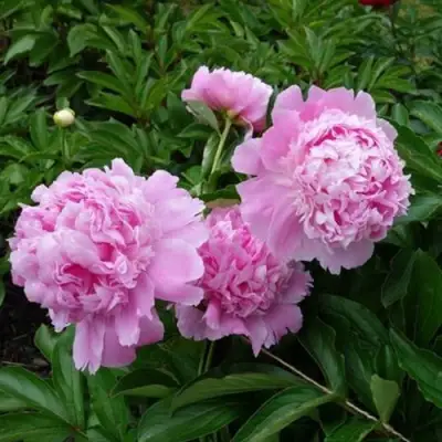 Пион МЕСЬЕ ЖЮЛЬ ЭЛИ травянистый в Слониме