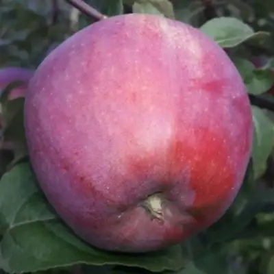 Яблоня ЗОРКА в Слониме