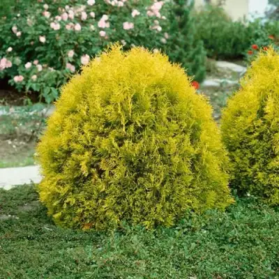 Туя РЕЙНГОЛД западная в Слониме