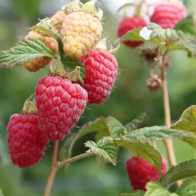 Малина МОЛЛИНГ ДЖУНО в Слониме