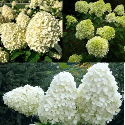 Комплект НЕЖНЫЙ КАПУЧИНО в Слониме