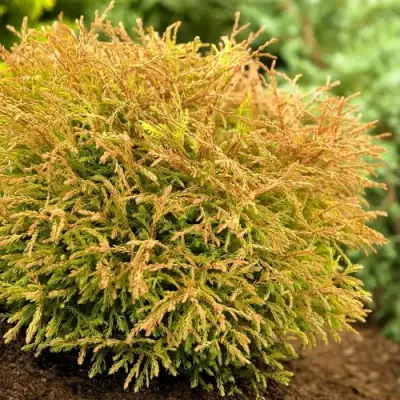 Туя ГОЛДЕН ТАФФЕТ западная в Слониме