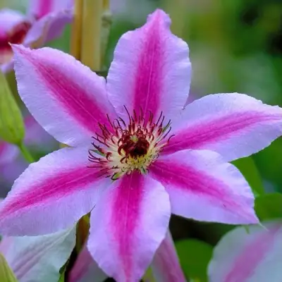 Клематис НЕЛЛИ МОЗЕР в Слониме