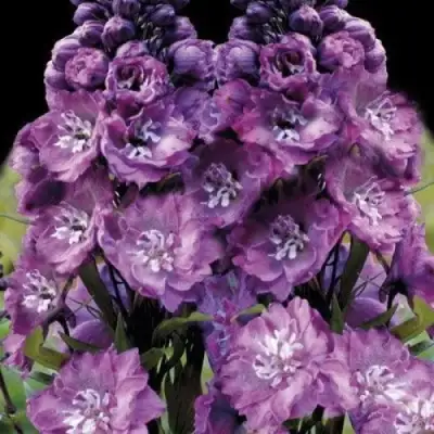 Дельфиниум ДЕЛЬФИС ПИНК ПАУЭ высокий в Слониме