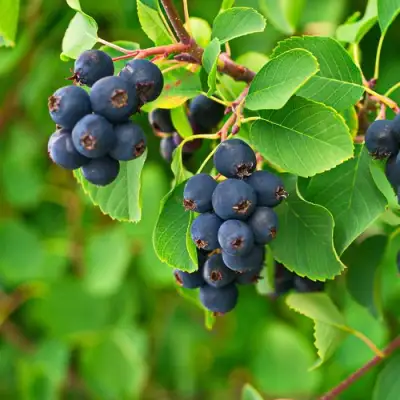 Ирга КОЛОСИСТАЯ в Слониме