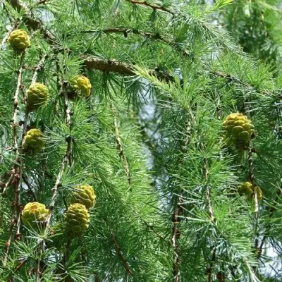 Лиственница КЕМПФЕРА в Слониме