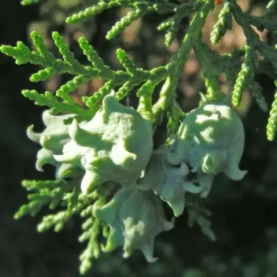 Туя восточная в Слониме