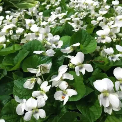 Фиалка АЛЬБИФЛОРА сестринская в Слониме