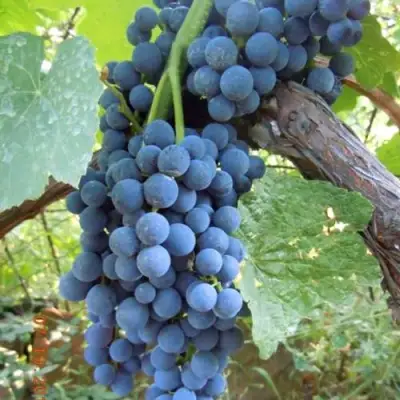 Виноград ВЕНУС в Слониме