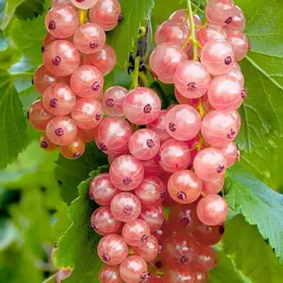 Смородина белая ПРЫГАЖУНЯ (РОЗОВАЯ) в Слониме