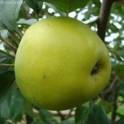 Яблоня КОШТЕЛЯ в Слониме