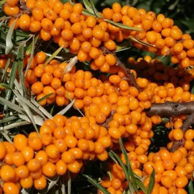 Облепиха АЛТАЙСКАЯ в Слониме