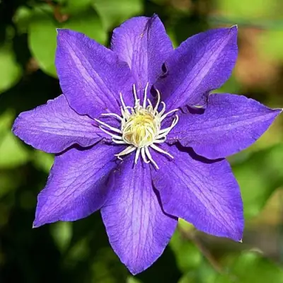 Клематис ЗЕ ПРЕЗИДЕНТ в Слониме