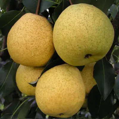 Груша ВЕЛИКАЯ ЛЕТНЯЯ (БОЛЬШАЯ ЛЕТНЯЯ) в Слониме