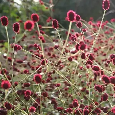 Кровохлебка ЧОКОЛАТ ТИП в Слониме