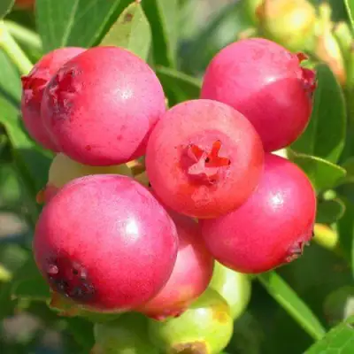 Голубика ПИНК ЛИМОНАД в Слониме