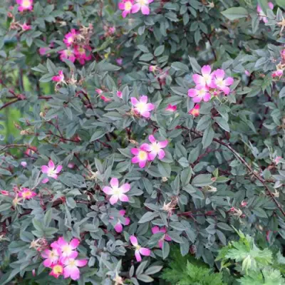 Роза сизая в Слониме