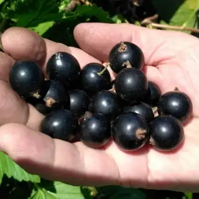 Смородина черная ЧЕРНООКАЯ в Слониме