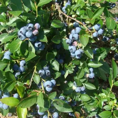 Голубика БЛЮЭТТА в Слониме