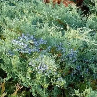 Можжевельник ГРЕЙ ОУЛ виргинский  в Слониме