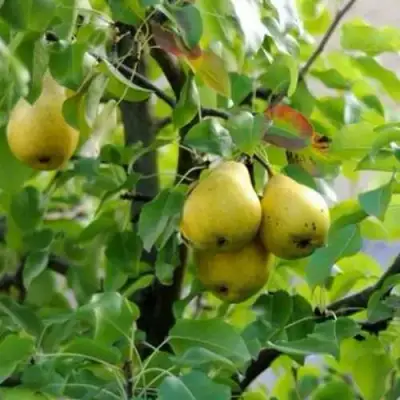 Груша ВИЛИЯ в Слониме