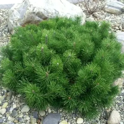 Сосна горная МУГУС в Слониме