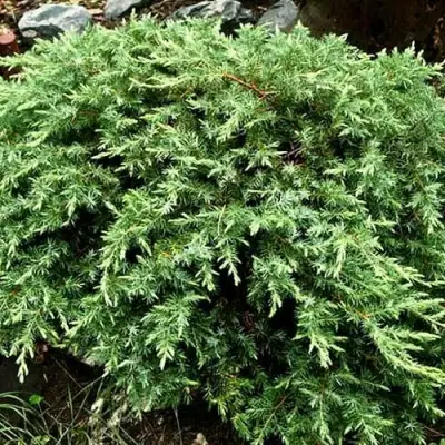 Можжевельник ШЛЯГЕР прибрежный в Слониме