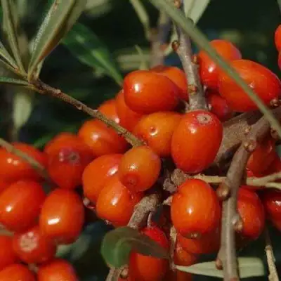 Облепиха ВОРОБЬЕВСКАЯ в Слониме
