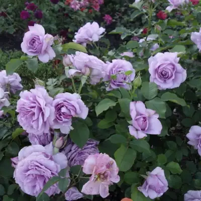 Роза ЛАВ СОНГ флорибунда в Слониме