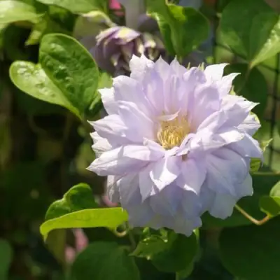 Клематис БЕЛЬ ОФ ВОРКИНГ в Слониме