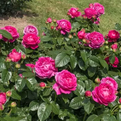 Роза АНУШКА чайно-гибридная в Слониме