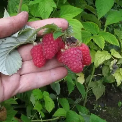 Малина КОРПИКО в Слониме