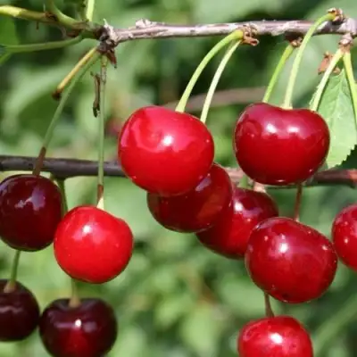 Вишня ХАРИТОНОВСКАЯ в Слониме