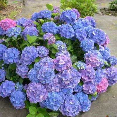 Гортензия БОДЕНСИ крупнолистная в Слониме