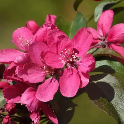 Яблоня НЕДЗВЕЦКОГО в Слониме