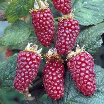 Ежемалина ТАЙБЕРРИ в Слониме