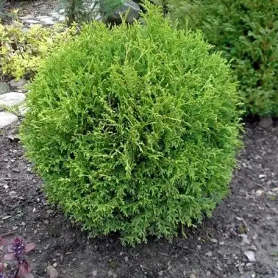 Туя ХОЗЕРИ западная в Слониме