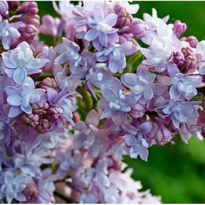 Сирень ПАМЯТЬ О ВАВИЛОВЕ в Слониме