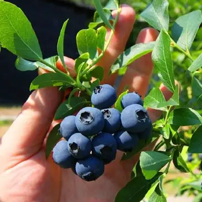 Голубика НОРТ КАНТРИ в Слониме