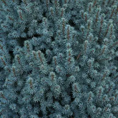 Ель САНДЕРС БЛЮ канадская в Слониме