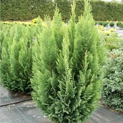 Кипарисовик ЭЛВУДИ ЭМПАЙР лавсона в Слониме