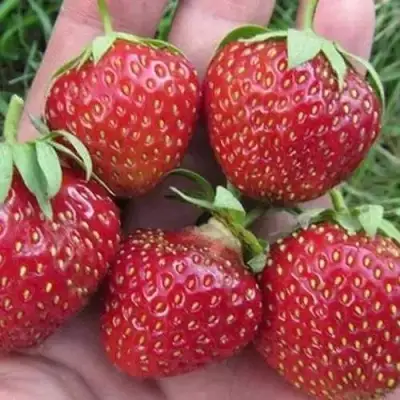 Клубника ВИМА ЗАНТА в Слониме