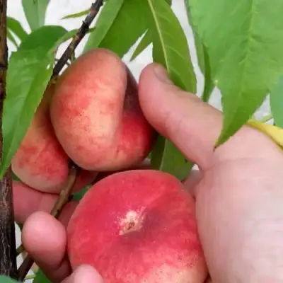 Персик САТУРН ИНЖИРНЫЙ в Слониме