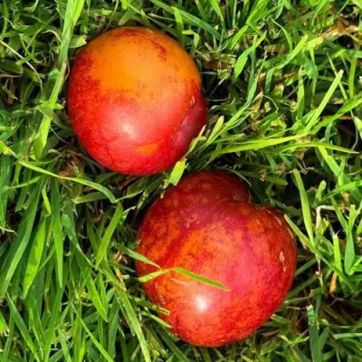 Шарафуга НЕКТАРИННАЯ в Слониме