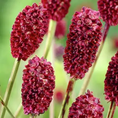 Кровохлебка ТАННА лекарственная в Слониме