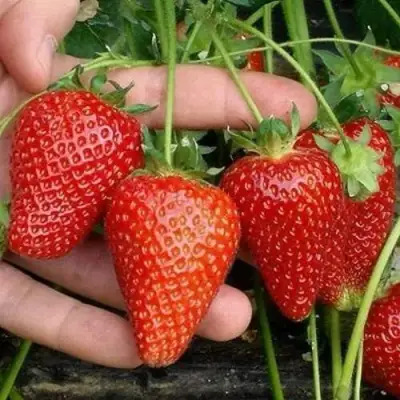 Клубника АЛЬБА в Слониме