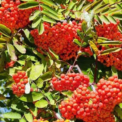 Рябина СОРБИНКА сладкоплодная в Слониме