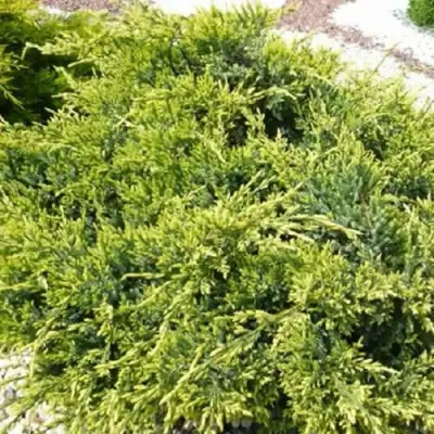 Можжевельник ГОЛД СТАР средний в Слониме